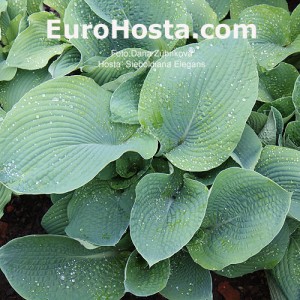 Hosta Sieboldiana Elegans - Eurohosta