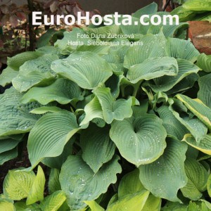 Hosta Sieboldiana Elegans - Eurohosta