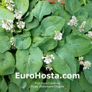 Hosta Sieboldiana Elegans - Eurohosta