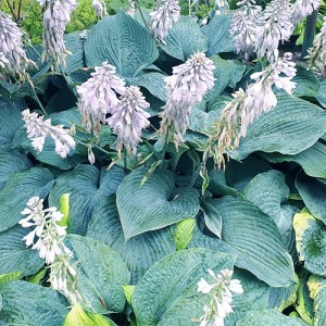 Hosta Sieboldiana Elegans