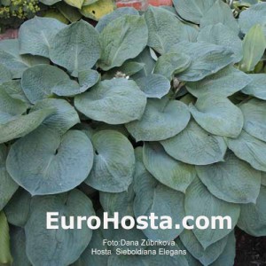 Hosta Sieboldiana Elegans - Eurohosta