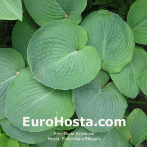 Hosta Sieboldiana Elegans - Eurohosta