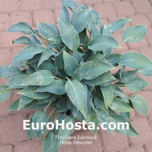 Hosta Silberpfeil