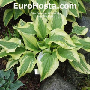 Hosta Silk Road - Eurohosta