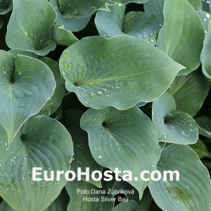 Hosta Silver Bay - Eurohosta