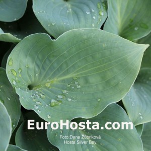 Hosta Silver Bay - Eurohosta