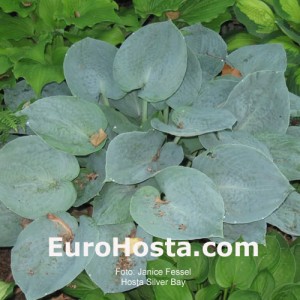 Hosta Silver Bay - Eurohosta