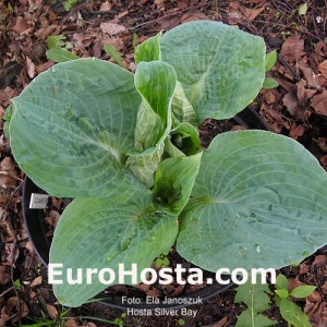 Hosta Silver Bay - Eurohosta