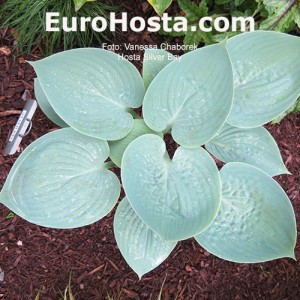 Hosta Silver Bay - Eurohosta