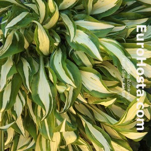 Hosta Silver Kabitan