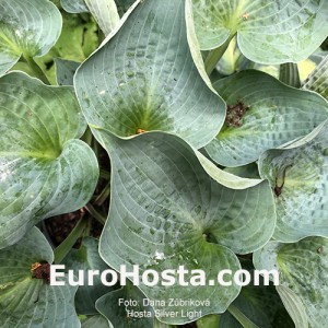 Hosta Silver Light