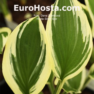 Hosta Silver Star