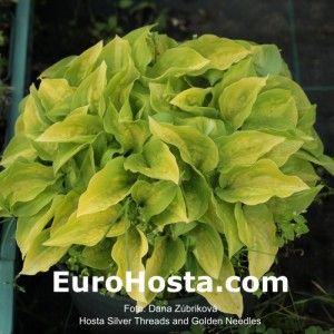 Hosta Silver Treads and Golden Needles - Eurohosta