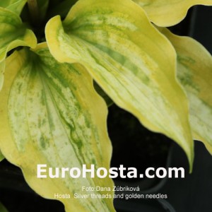 Hosta Silver Treads and Golden Needles - Eurohosta