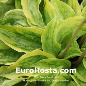 Hosta Silver Treads and Golden Needles - Eurohosta