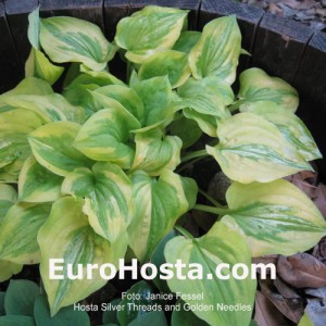 Hosta Silver Treads and Golden Needles - Eurohosta