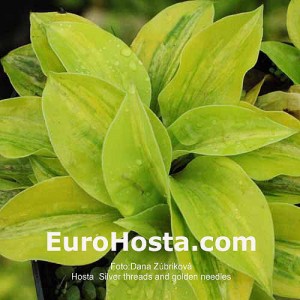 Hosta Silver Treads and Golden Needles - Eurohosta