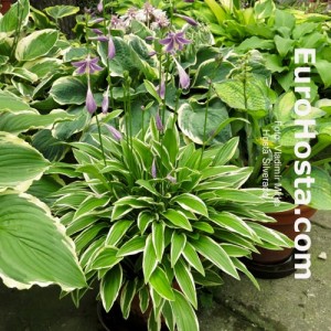 Hosta Silverado