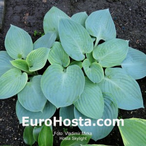 Hosta Skylight - Eurohosta