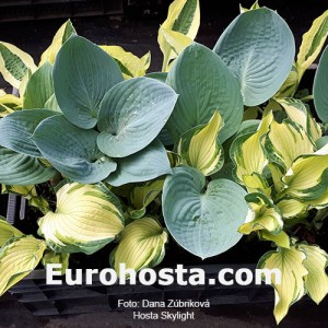 Hosta Skylight