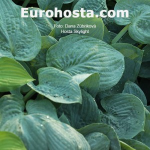 Hosta Skylight