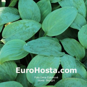 Hosta Skylight - Eurohosta