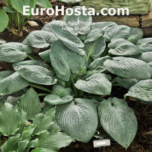 Hosta Skylight - Eurohosta