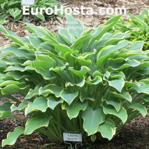 Hosta Sleeping Beauty - Eurohosta