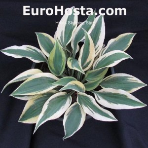 Hosta Sleeping Star - Eurohosta