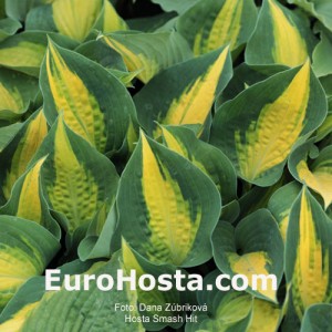 Hosta Smash Hit - Eurohosta