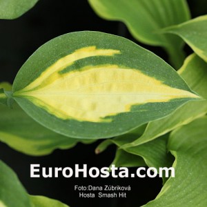 Hosta Smash Hit - Eurohosta