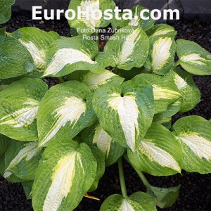 Hosta Smash Hit