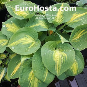 Hosta Smash Hit