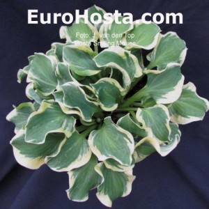 Hosta Smiling Mouse