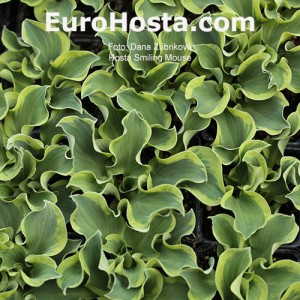 Hosta Smiling Mouse