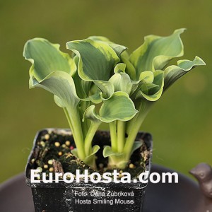 Hosta Smiling Mouse