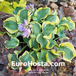 Hosta Smiling Mouse