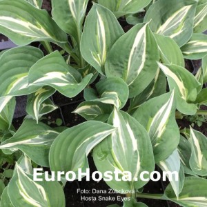 Hosta Snake Eyes