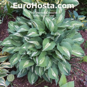 Hosta Snake Eyes