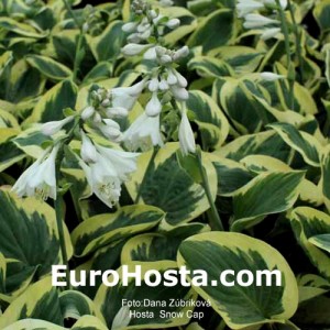 Hosta Snow Cap - Eurohosta