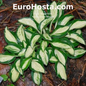 Hosta Snow Mouse - Eurohosta