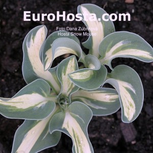 Hosta Snow Mouse - Eurohosta