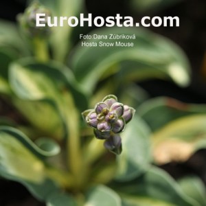 Hosta Snow Mouse - Eurohosta