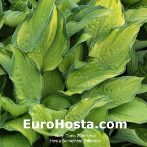 Hosta Something Different - Eurohosta