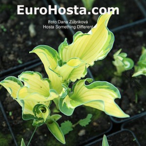 Hosta Something Different - Eurohosta