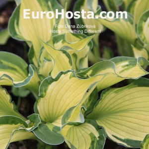 Hosta Something Different - Eurohosta