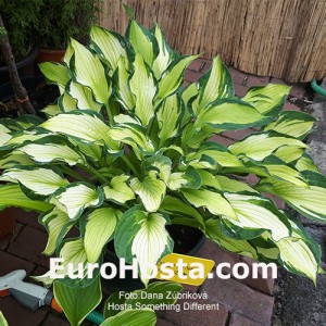 Hosta Something Different