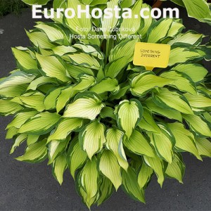 Hosta Something Different