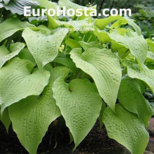 Hosta Soul Shine