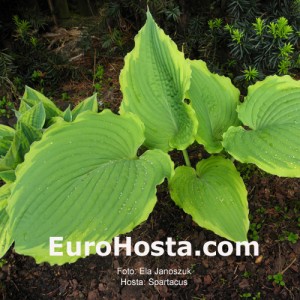 Hosta Spartacus - Eurohosta